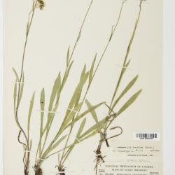 Antennaria pulcherrima