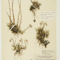 Antennaria rosea