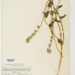 Amsinckia lycopsoides