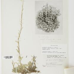 Antennaria rosea