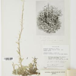 Antennaria rosea