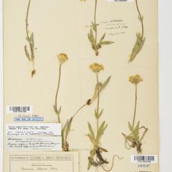 Arnica angustifolia