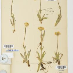 Arnica angustifolia