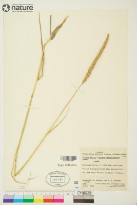 ?˘ Elyhordeum Mansfeld ex Tsitsin & K.A.Petrova