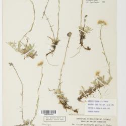 Antennaria rosea