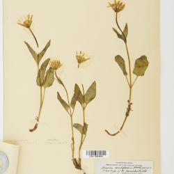 Arnica L.
