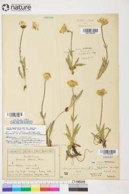Arnica angustifolia