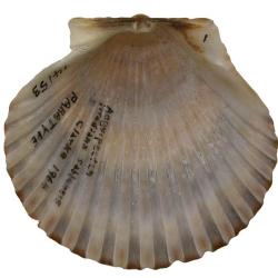 Argopecten irradians