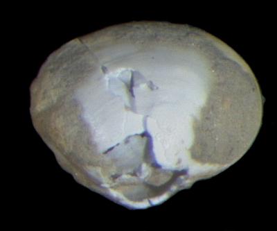 Axinulus careyi