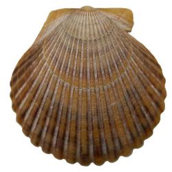 Argopecten irradians