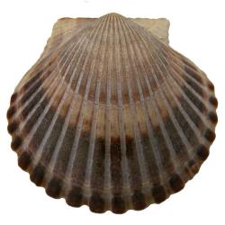Argopecten irradians