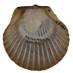 Argopecten irradians