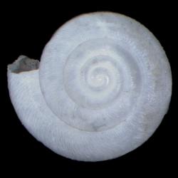 Ashmunella pasonis