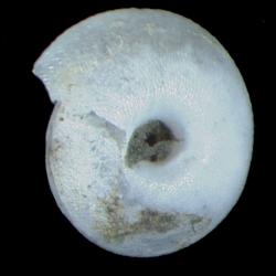 Ashmunella pasonis
