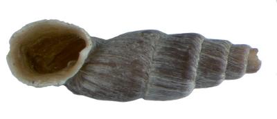 Zilchiella grandiportus