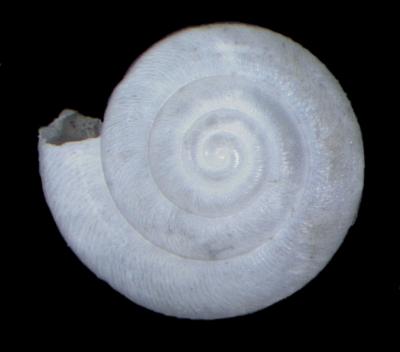 Ashmunella pasonis