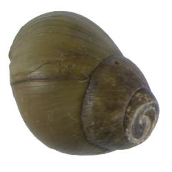 Anculosa ornata