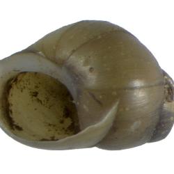 Anculosa ornata