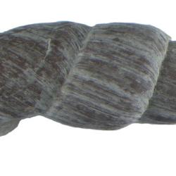 Zilchiella grandiportus