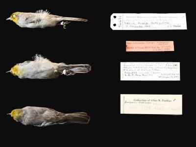Auriparus flaviceps