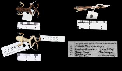 Allobates chalcopis