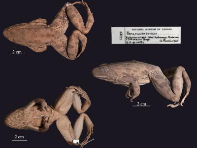 Amietia ruwenzorica