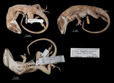 Anolis luteogularis