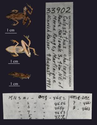 Allobates chalcopis