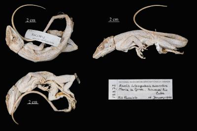Anolis luteogularis