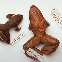 cmnar12688_s.jpg