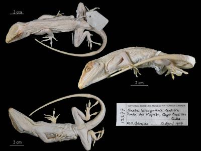 Anolis luteogularis