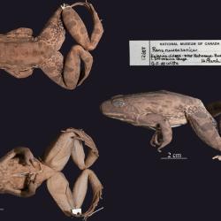 Amietia ruwenzorica