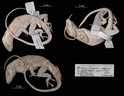 Anolis luteogularis