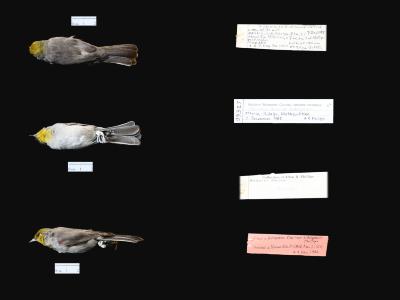 Auriparus flaviceps