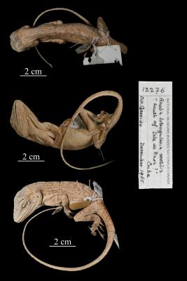 Anolis luteogularis