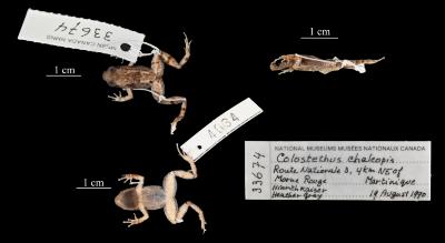 Allobates chalcopis