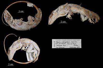 Anolis luteogularis