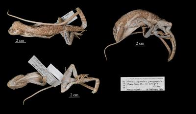 Anolis equestris