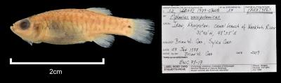 Aphanius mesopotamicus