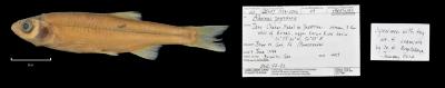 Alburnus zagrosensis