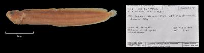 Alectrias mutsuensis
