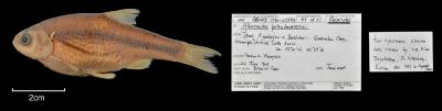 Alburnoides petrubanarescui