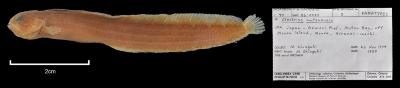 Alectrias mutsuensis