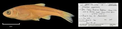 Alburnus zagrosensis
