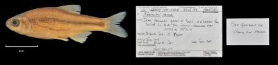 Alburnoides namaki