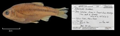 Alburnoides nicolausi