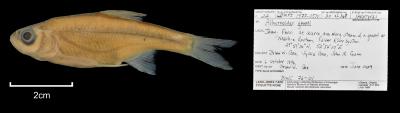 Alburnoides qanati
